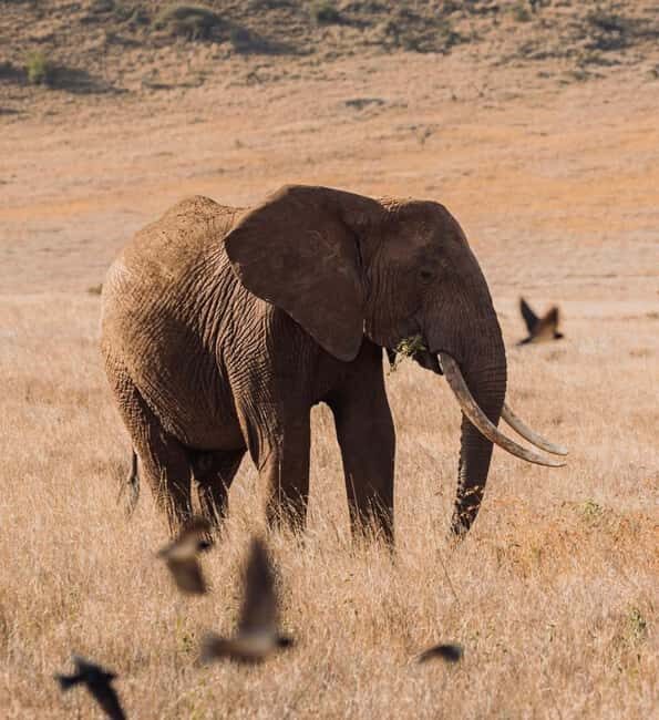 Tanzania: 2-Days Safari to Tarangire and Ngorongoro - Introduction