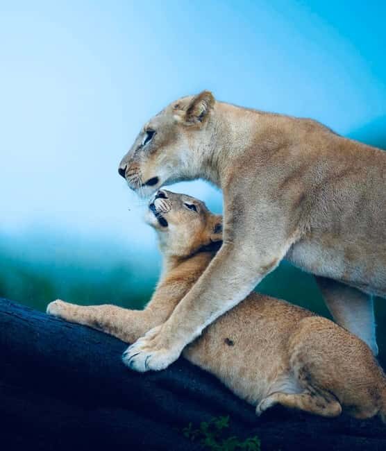 Tanzania: 2-Days Safari to Tarangire and Ngorongoro - Key Points