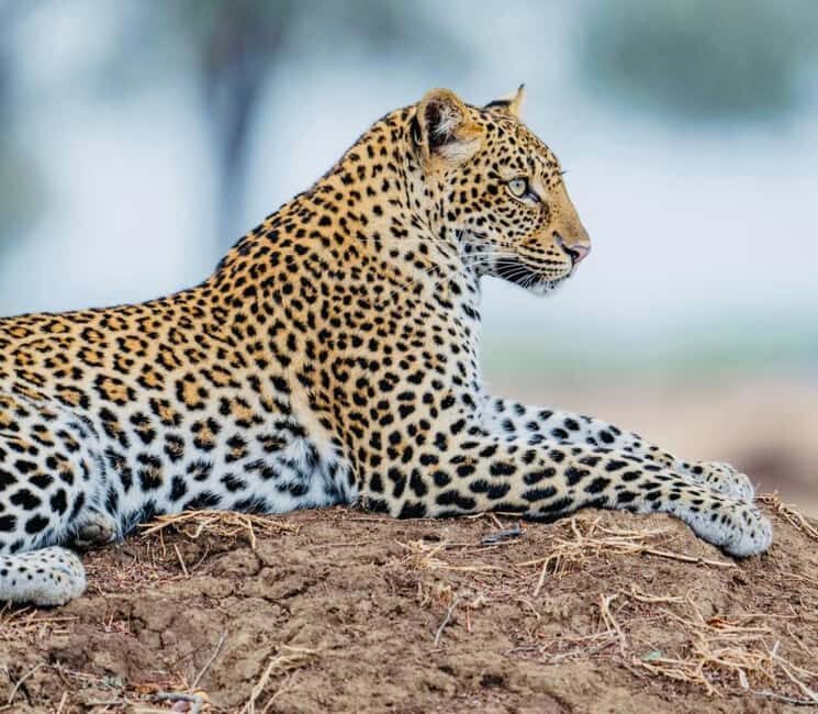 Tanzania: 2-Days Safari to Tarangire and Ngorongoro - The Value of This Safari Experience