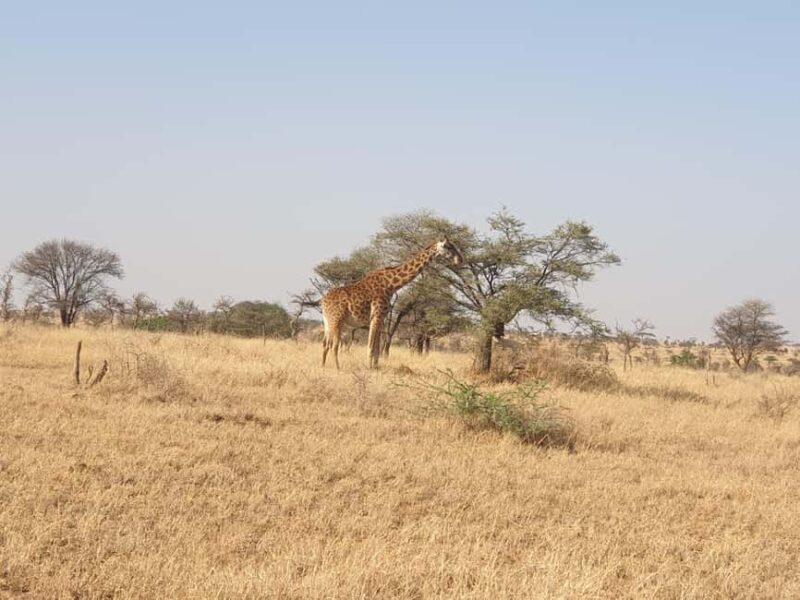 Tanzania: 3-Day Last-Minute Safari with Accommodation - Key Points
