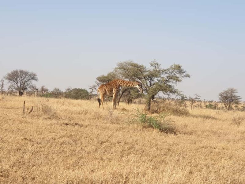 Tanzania: 3-Day Last-Minute Safari with Accommodation - Practical Details: What Does the Tour Include?  