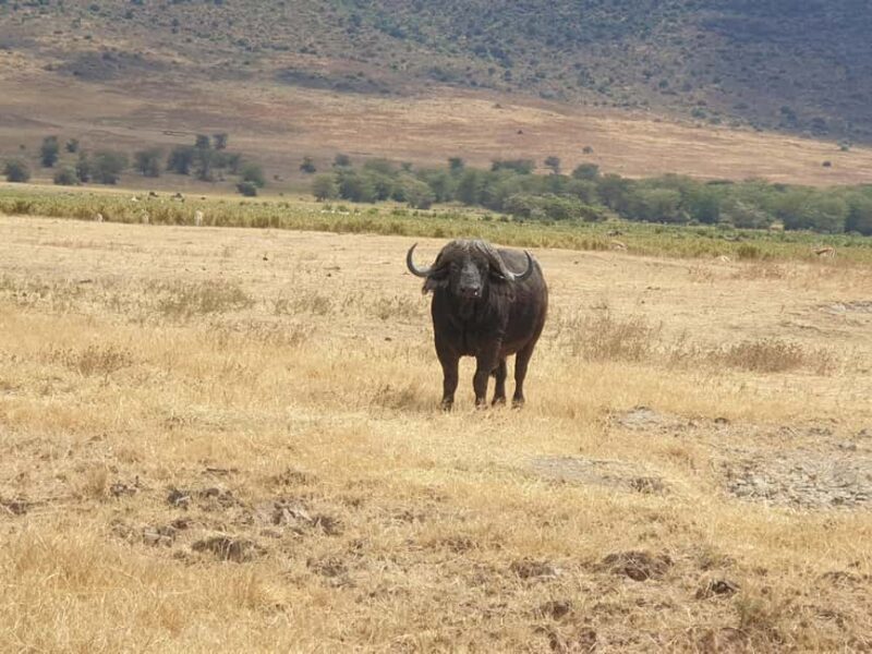 Tanzania: 3-Day Last-Minute Safari with Accommodation - FAQ  