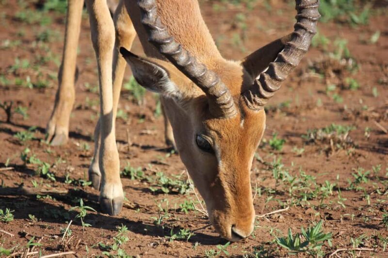 Tanzania: 3-Day Mid-Range Lodge Safari to Serengeti & - Exploring the 3-Day Safari Experience