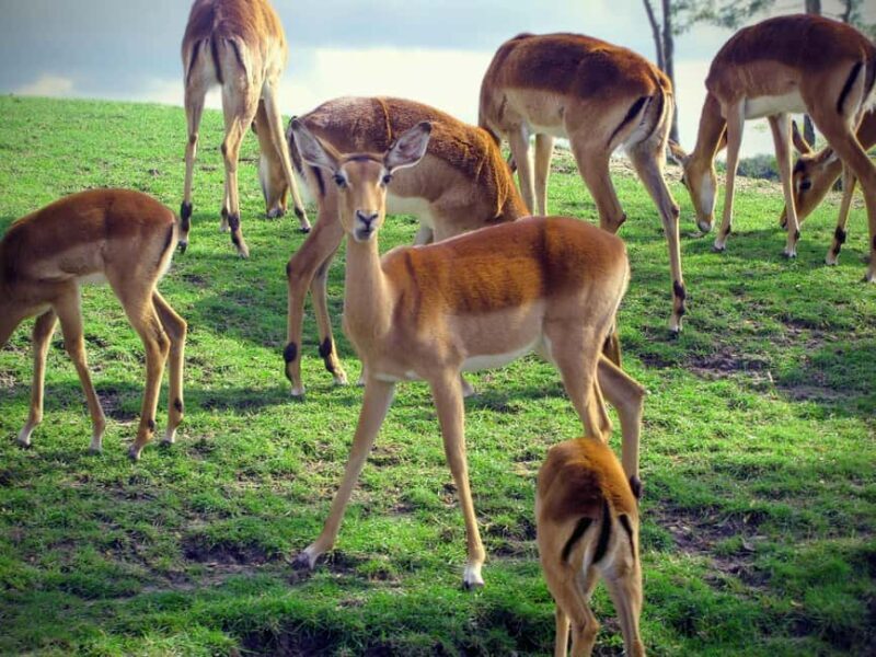 Tanzania: 3-Day Mid-Range Lodge Safari to Serengeti & - What’s Included & What to Consider