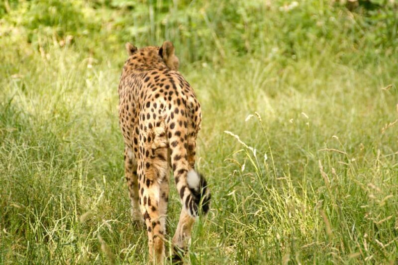Tanzania: 3-Day Mid-Range Lodge Safari to Serengeti & - Who Should Book This Safari?