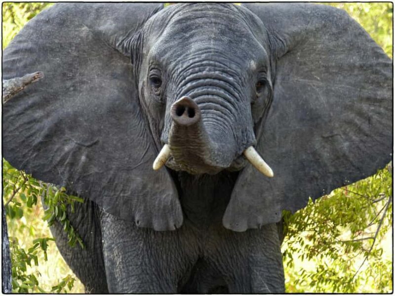 Tanzania: 3-Day Mid-Range Lodge Safari to Serengeti & - FAQ