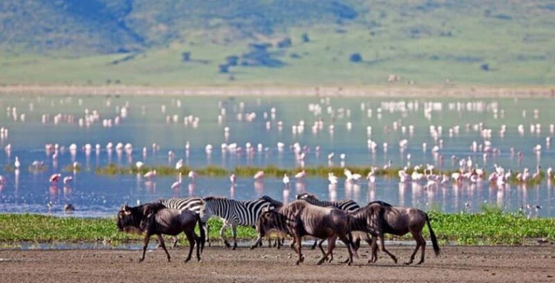 Tanzania: 3-Day Safari to Serengeti, Lake Manyara, - Key Points