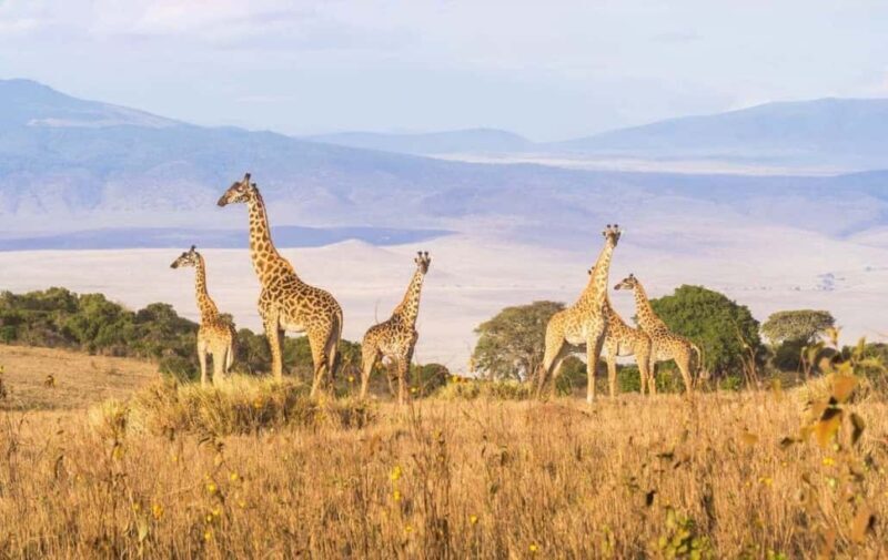 Tanzania: 3-Day Safari to Serengeti, Lake Manyara, - Introduction: What Makes This Tanzanian Safari Stand Out?