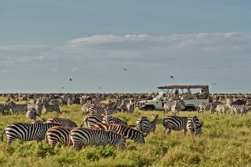Tanzania: 3-Day Safari to Serengeti, Lake Manyara, - Practical Details and What You’ll Love