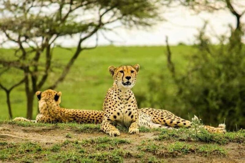Tanzania: 3-Day Safari to Serengeti, Lake Manyara, - Final Thoughts