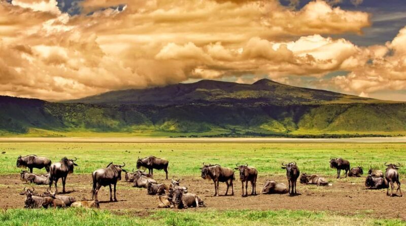 Tanzania: 3-Day Safari to Tarangire and Ngorongoro - Introduction