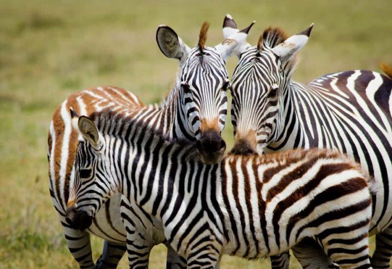 Tanzania: 3-Day Safari to Tarangire and Ngorongoro - Key Points