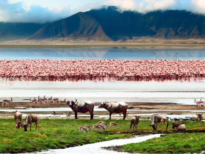 Tanzania: 3-Day Safari to Tarangire and Ngorongoro - Practical Details & Experience Highlights
