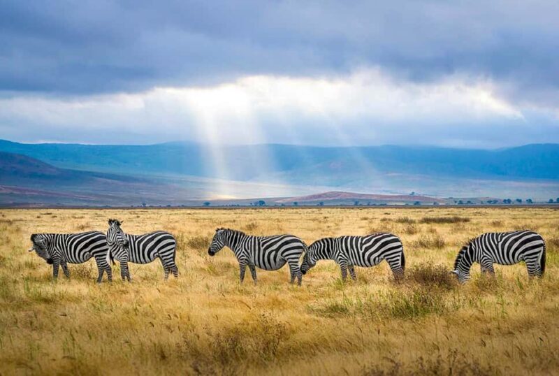Tanzania: 3 DAYS (2 night) FULL IMMERSION Safari Adventure - Practical Tips for Your Safari