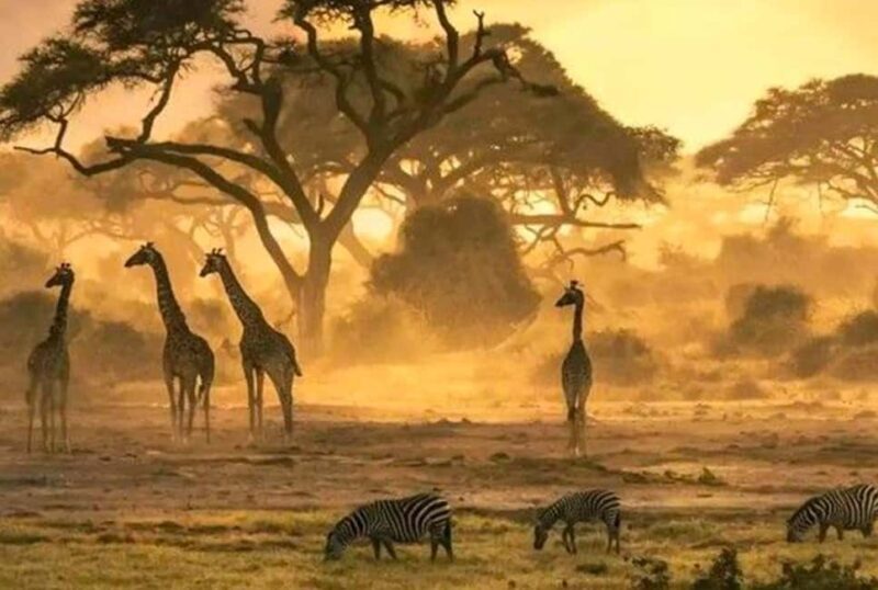 Tanzania: 3 DAYS (2 night) FULL IMMERSION Safari Adventure - FAQ