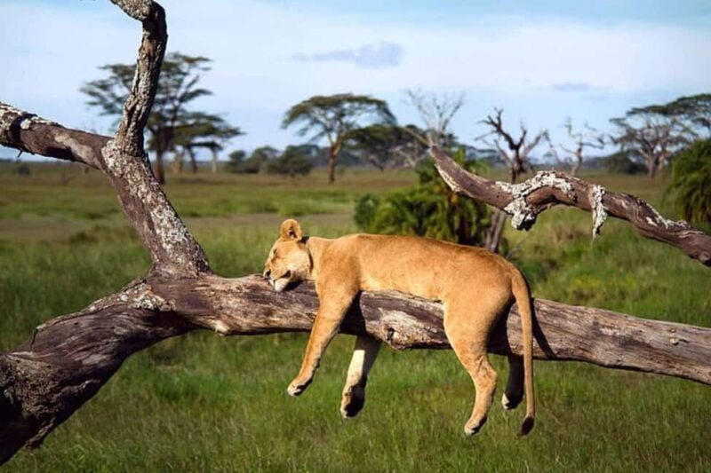 Tanzania: 4-Day Budget Safari to Tarangire and Serengeti - What to Expect from Your 4-Day Safari Adventure