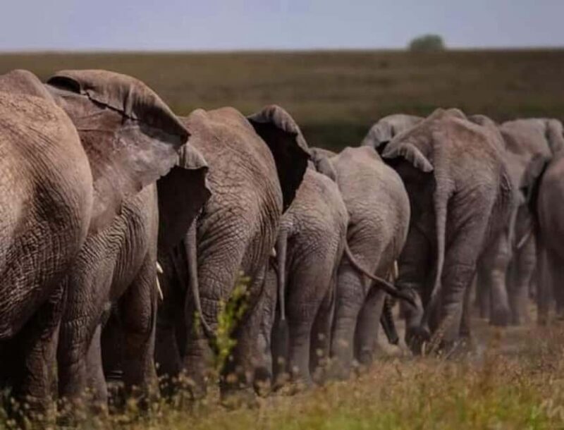 Tanzania: 4-Day Budget Safari to Tarangire and Serengeti - Final Thoughts