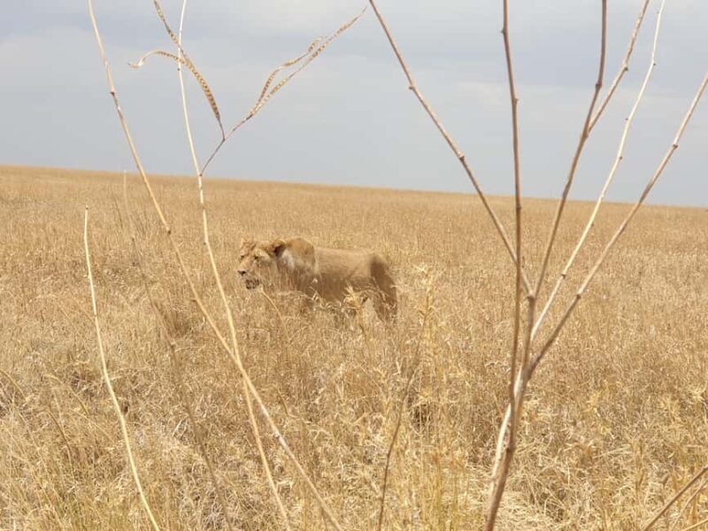 Tanzania: 4-Day Luxury Safari to Tarangire, Serengeti & - Key Points