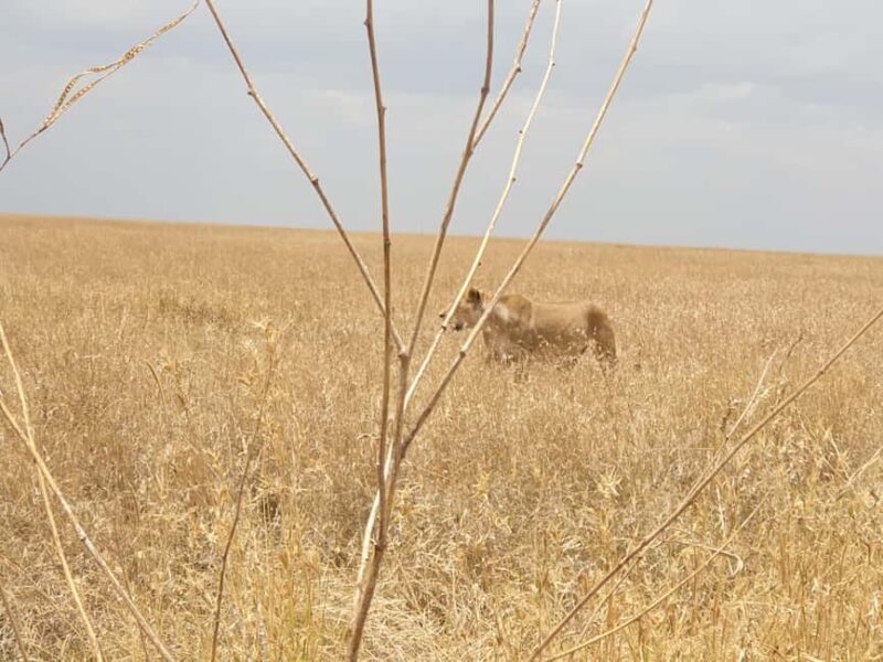 Tanzania: 4-Day Luxury Safari to Tarangire, Serengeti & - Why the Price is Worth It