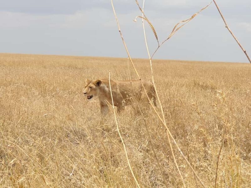 Tanzania: 4-Day Luxury Safari to Tarangire, Serengeti & - Practical Tips for Your Safari