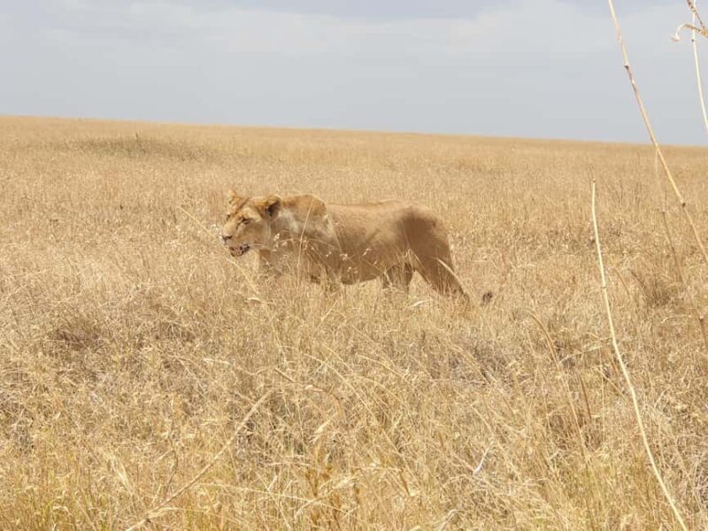 Tanzania: 4-Day Luxury Safari to Tarangire, Serengeti & - FAQ