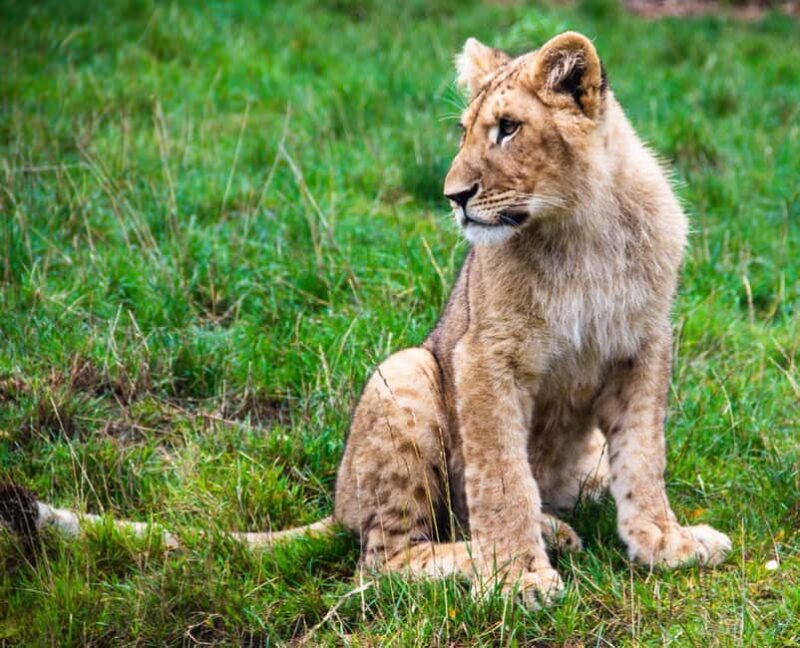 Tanzania: 4-Day Mid-Range Safari to Tarangire, Serengeti & - Tanzania: 4-Day Mid-Range Safari to Tarangire, Serengeti & Ngorongoro