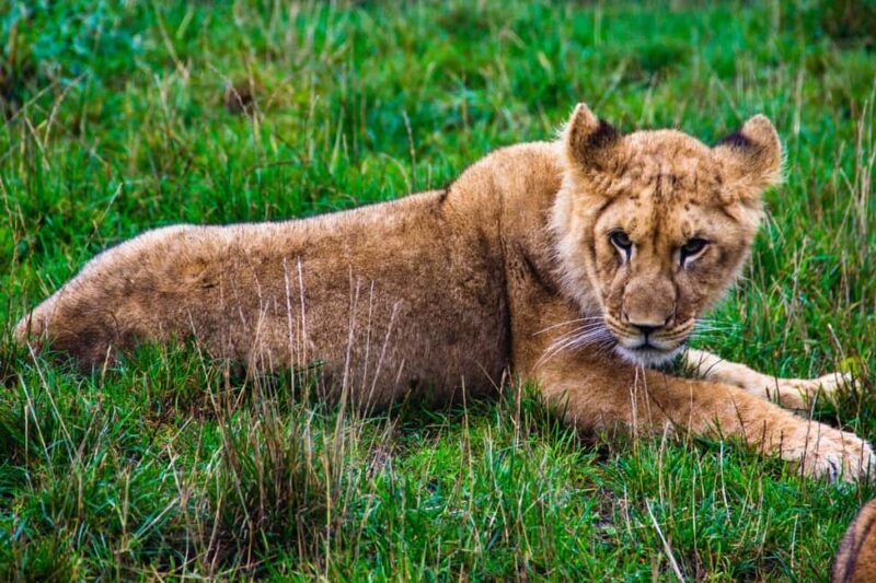 Tanzania: 4-Day Mid-Range Safari to Tarangire, Serengeti & - What Sets This Safari Apart?