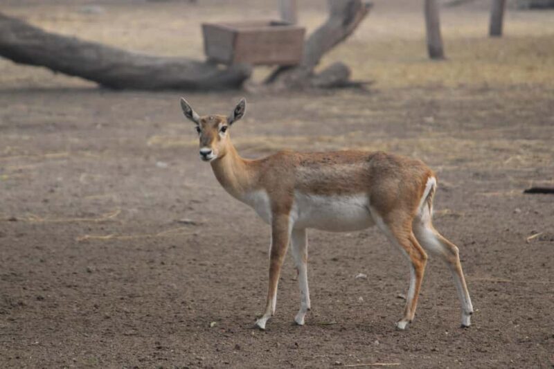 Tanzania: 4-Day Mid-Range Safari to Tarangire, Serengeti & - Final Thoughts