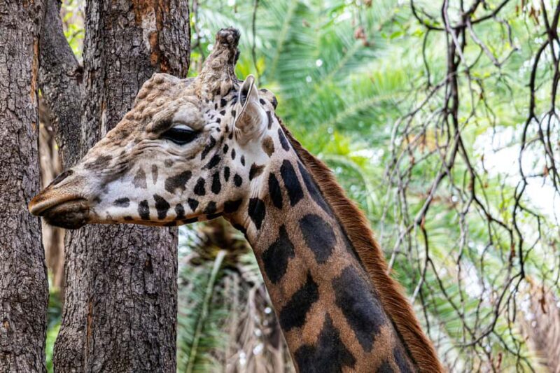 Tanzania: 4-Day Mid-Range Tour Tara, Serengeti & Ngorongoro - Key Points
