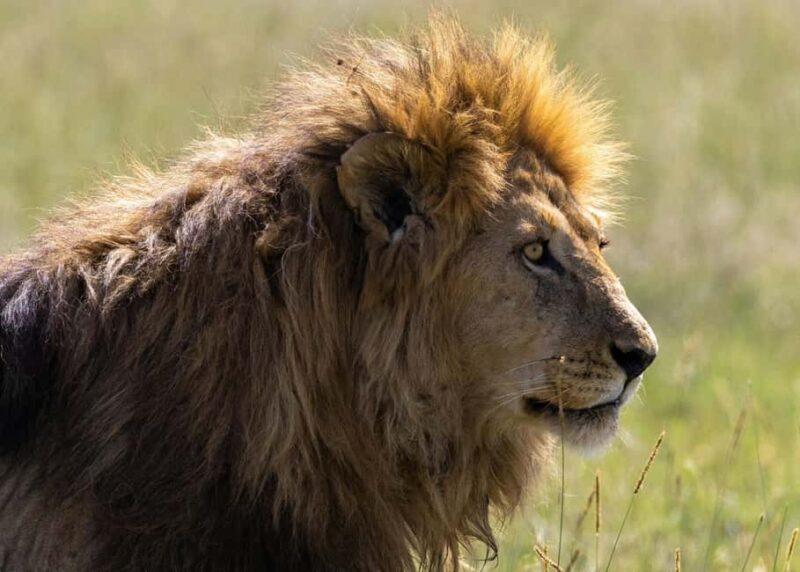 Tanzania: 4-Day Mid-Range Tour Tara, Serengeti & Ngorongoro - The Breakdown: What to Expect Day-by-Day