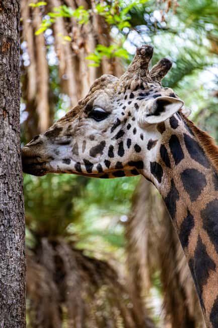Tanzania: 4-Day Mid-Range Tour Tara, Serengeti & Ngorongoro - Who Would Love This Tour?