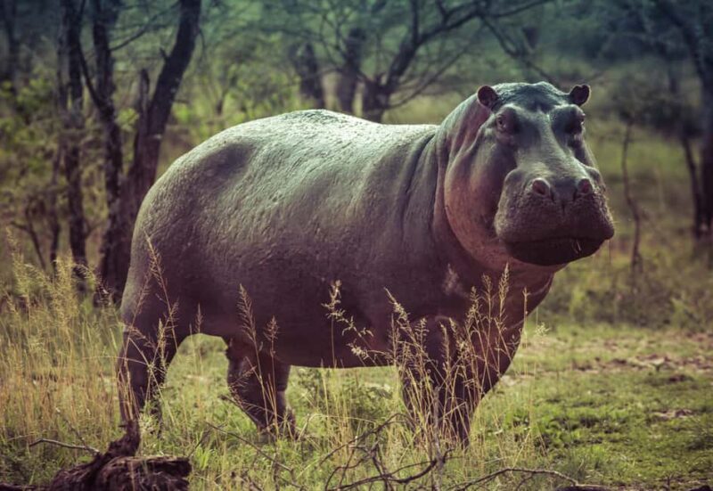 Tanzania: 4-Day Mid-Range Tour Tara, Serengeti & Ngorongoro - FAQ