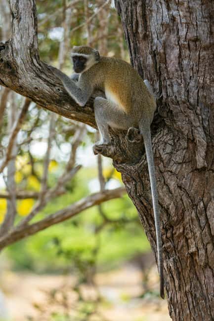 Tanzania: 4-Day Private Lodge Safari with Accommodation - Key Points