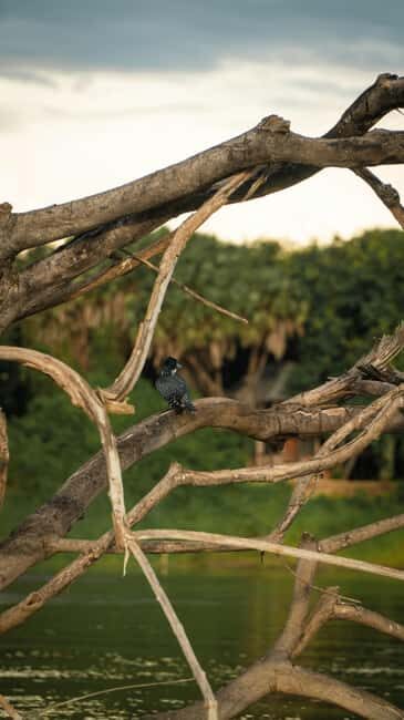 Tanzania: 4-Day Private Lodge Safari with Accommodation - Practical Details and Considerations
