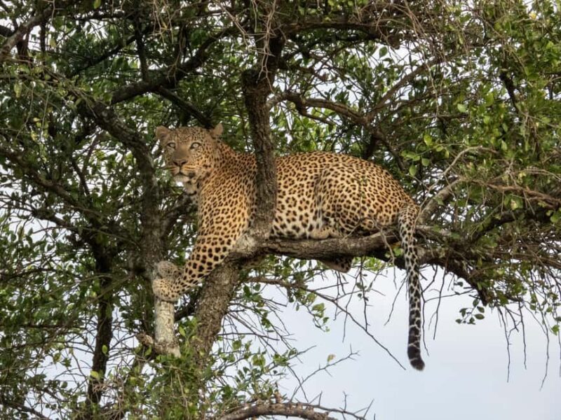Tanzania: 4-Day Private Lodge Safari with Accommodation - FAQ