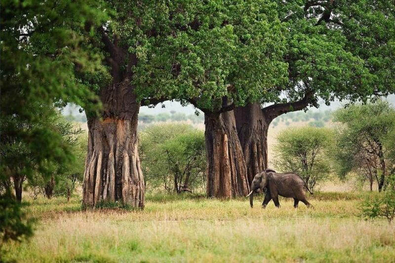 Tanzania: 4-Day Safari Nature in scenic view of Tanzania - Key Points