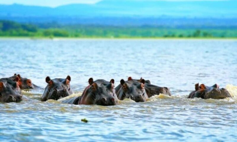 Tanzania: 4-Day Safari Nature in scenic view of Tanzania - An Overview of the 4-Day Tanzania Safari Experience