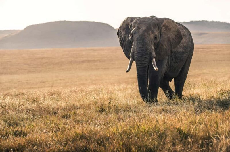 Tanzania: 4-Day Safari to Serengeti and Ngorongoro Crater - Tanzania: 4-Day Safari to Serengeti and Ngorongoro Crater