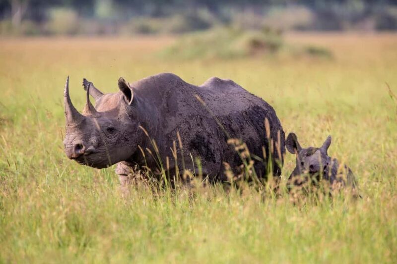 Tanzania: 4-Day Safari to Serengeti and Ngorongoro Crater - An overview of the itinerary and its highlights