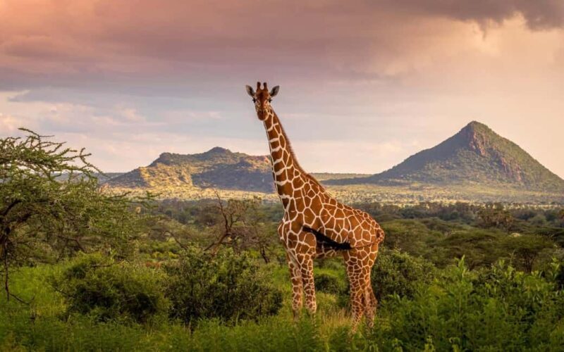 Tanzania: 4-Day Safari to Serengeti and Ngorongoro Crater - Practical tips and considerations
