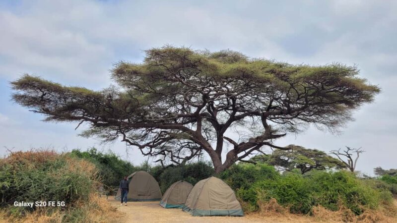 Tanzania: 4-Day Safari to Tarangire, Serengeti, and - Discovering the 4-Day Tanzania Safari: A Detailed Look