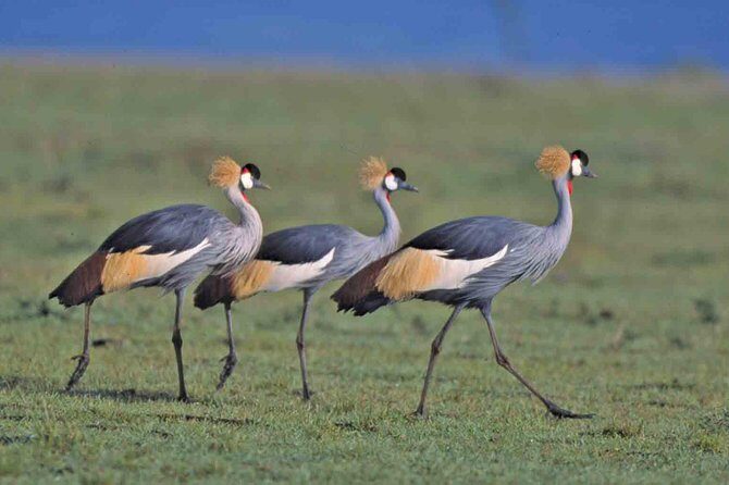 Tanzania 4 Days 3 Nights Budget camping safari to Serengeti and Ngorongoro - The Full Experience: A Deep Dive into the 4-Day Safari