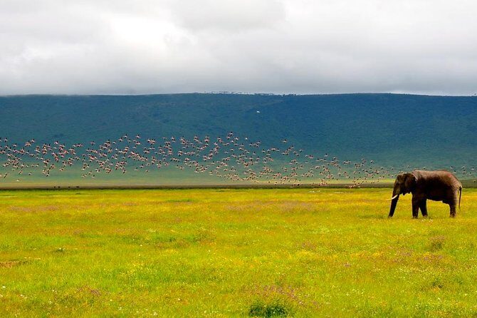 Tanzania 4 Days 3 Nights Budget camping safari to Serengeti and Ngorongoro - Is This Tour Right for You?
