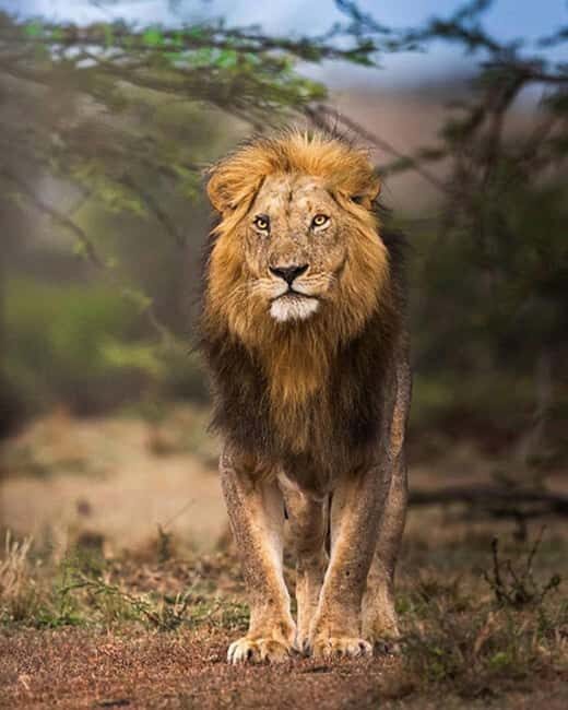 Tanzania: 5-Day Big Five Safari Adventure - Key Points