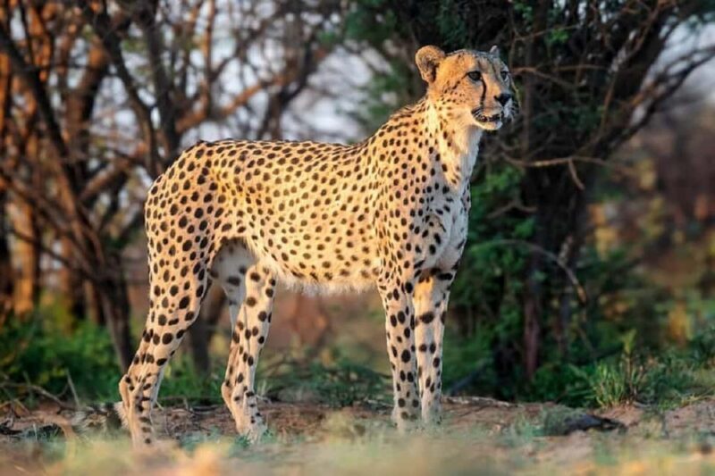 Tanzania: 5-Day Big Five Safari Adventure - An In-Depth Look at the 5-Day Tanzania Safari