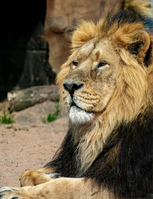 Tanzania: 5-Day Big Five Safari Adventure - Practical Tips & Final Thoughts