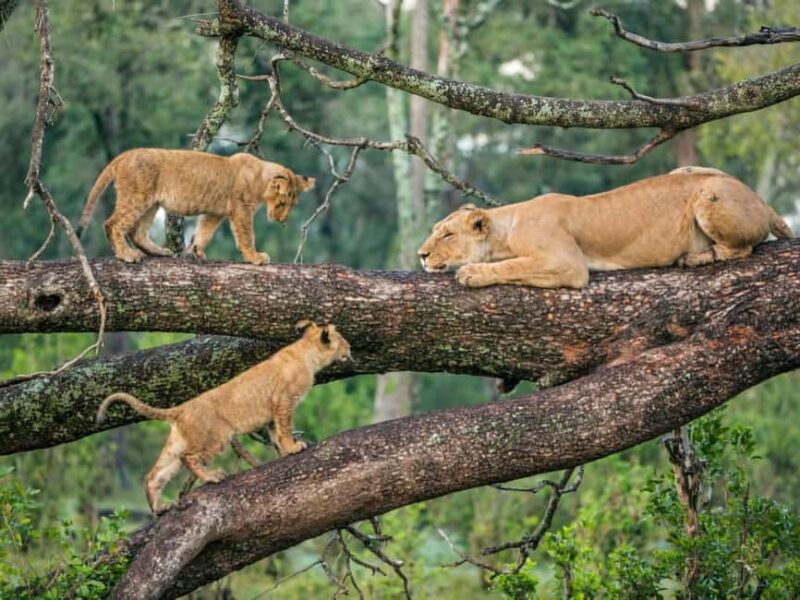 Tanzania: 5-Day Luxury Safari with Lodge Accommodation - Key Points