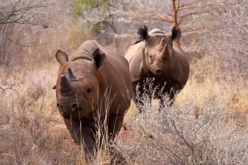 Tanzania: 5-Day Luxury Safari with Lodge Accommodation - An In-Depth Look at the 5-Day Tanzania Safari