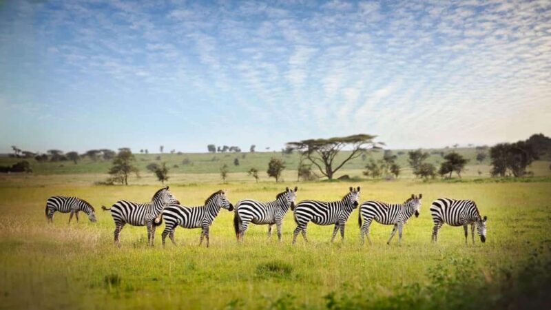 Tanzania: 5-Day Luxury Safari with Lodge Accommodation - Practical Tips for Travelers