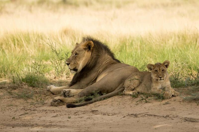 Tanzania: 5-Day Northern Circuit Safari with Accommodation - Key Points